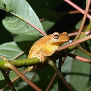 ZIPLINE ADVENTURE + NIGHT WALK TOUR