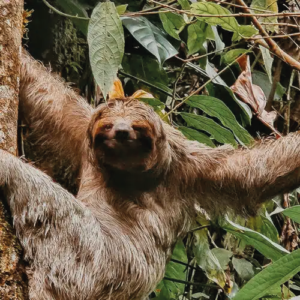 SLOTH WATCHING TOUR