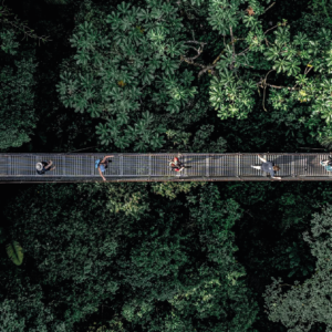 ZIPLINE ADVENTURE + ARENAL VOLCANO HIKE + HANGING BRIDGES + HOTSPRING RIVER + LUNCH