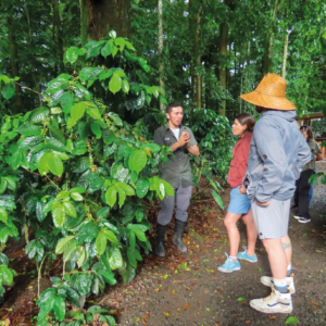 COFFEE, CHOCOLATE & SUGARCANE TOUR + SLOTH WATCHING TOUR